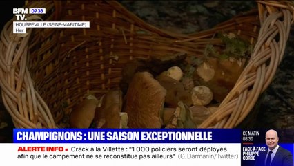 La sécheresse de cet été et la pluie de septembre provoquent une très belle saison pour les champignons