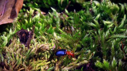 Micro Monsters - Conflict