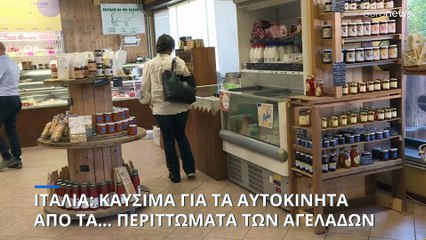 Φθηνά καύσιμα για τα αυτοκίνητα από τα... περιττώματα αγελάδων