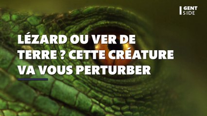 Lézard ou ver de terre ? Les photos de cette étrange créature vont vous perturber