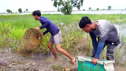 OMG! Found A lot Big Catfish on The Road after Crossing Water - Best Catching & Catfish in Flooding