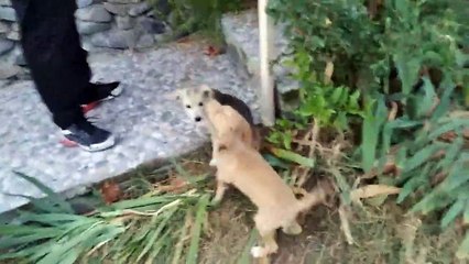 We made some new cute puppy friends while hiking ❤️