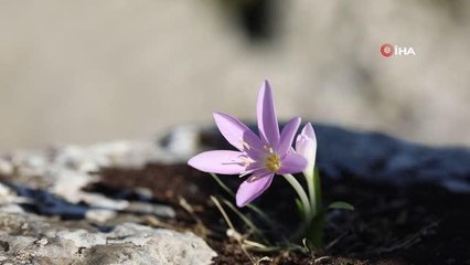 Antalya gündem haberleri... Popülasyonu sadece Manavgat'ta bulunan Antalya orkidesi, 10 yıl sonra yeniden bulundu