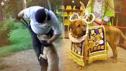 Tosa Inu is a Legal Fighting Dog!