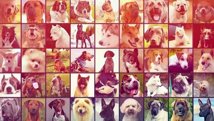 Rottweilers Are More Criminal than you Think!