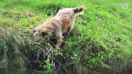 Labradors Are Doing An Incredible Job!