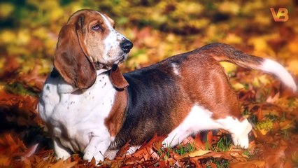 These Are 10 Dogs With Most Fascinating Origins