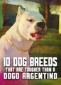 Only These Dogs Are Tougher Than a Dogo Argentino