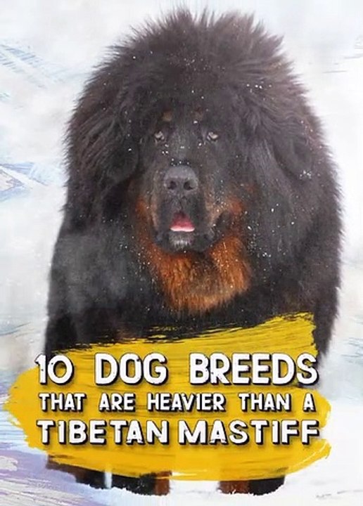Only These Dogs Are Heavier Than a Tibetan Mastiff