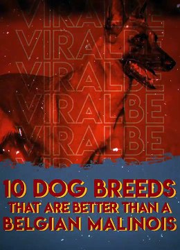 Only These Dogs Are Better Than a Belgian Malinois