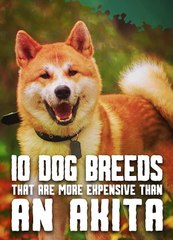 Only These Dogs Are More Expensive Than an Akita