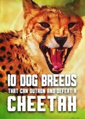 Only These Dog Breeds Can Defeat a Cheetah