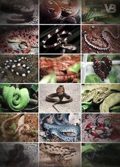 Only These Dogs Can Kill Snakes