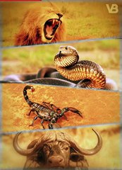 Only These Animals Could Defeat a Great White Shark