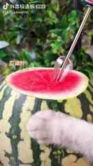 share_182992cd1f1861d190675692634926e9