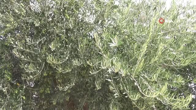 Kilis haber... Kilis'te erken zeytin hasadı ile soğuk sıkım zeytinyağı üretimi de başladı