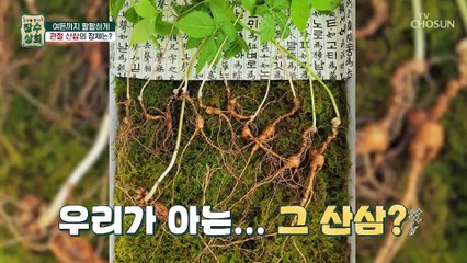 뼈 건강 되찾은 관절 어벤저스의 비결 ˹소나무 뿌리˼ TV CHOSUN 20221005 방송
