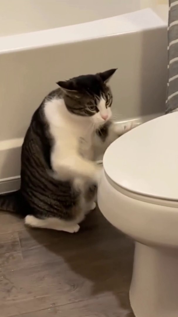 ⁣Funny animals video || funny videos || funny animals || 2022 funny animals video