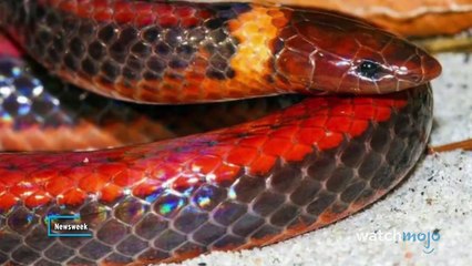 Top 10 Recent Animal Species Discoveries