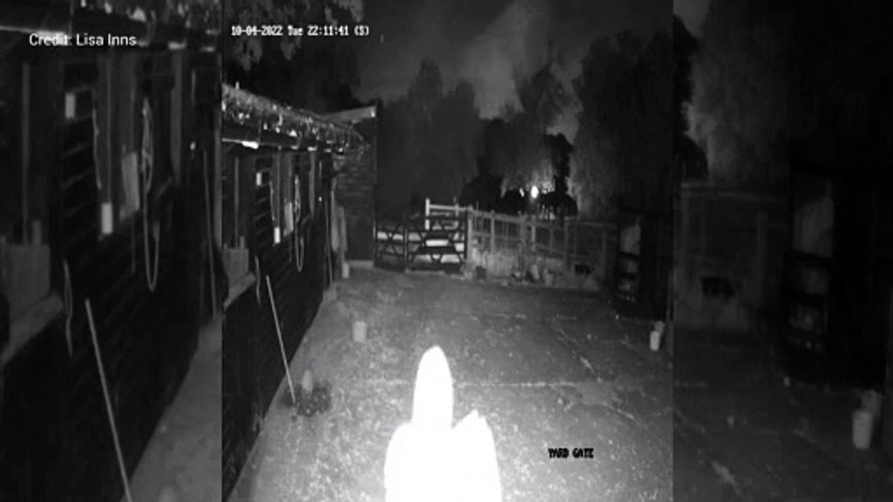 Guinea pigs stolen in raid