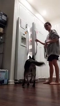 Doggo Saute De Joie À L'heure Du Repas - Buzz Buddy