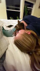 Jolie Perruche Devient Jalouse Du Chat - Buzz Buddy