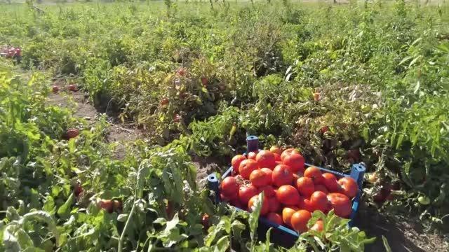 Destekle domates üretimine başlayan kadın girişimci bu sezon tonlarca ürün bekliyor