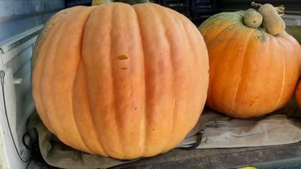 Ankara haber... Nallıhan'da yetiştirilen iri kabağı 5 kişi güçlükle taşıdı