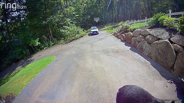 L'ours Noir Prend Les Ordures Du Garage - Buzz Buddy