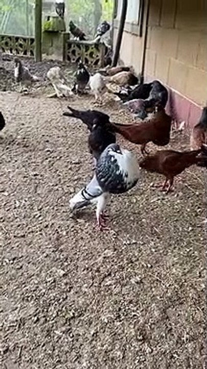 Pigeon Se Gonfle - Buzz Buddy