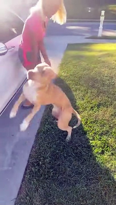 Un Chien Méchant Vole Tp - Buzz Buddy