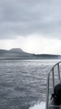 Un Groupe Géant De Dauphins À Flancs Blancs Du Pacifique Joue Autour D'un Bateau - Buzz Buddy