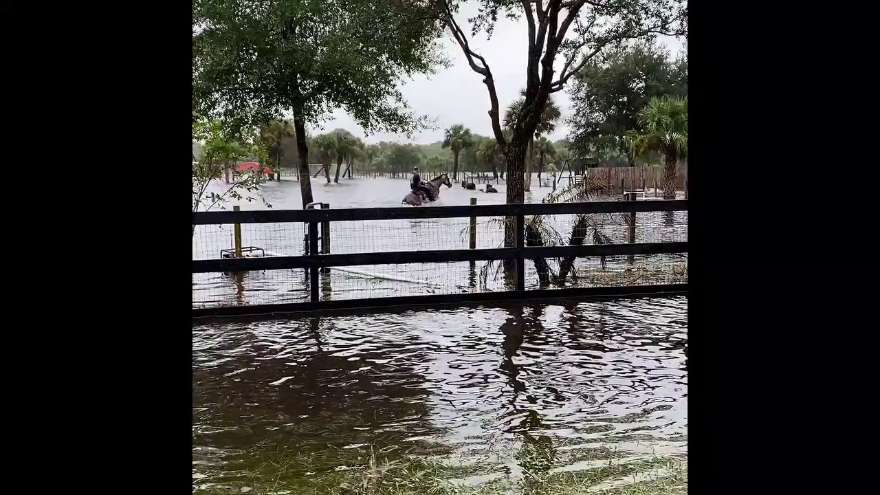 Vaches Sauvées Des Eaux De Crue - Buzz Buddy