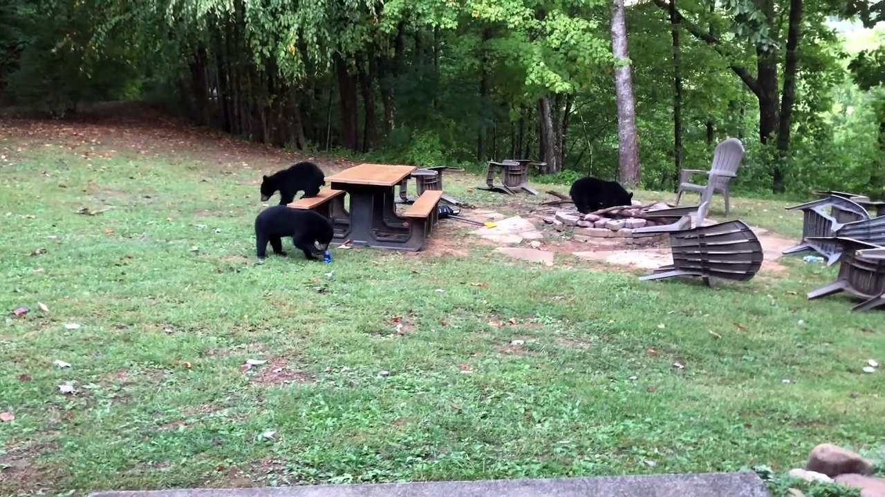 Voir Trois Oursons Dans Une Cabane En Vacances En Famille - Buzz Buddy