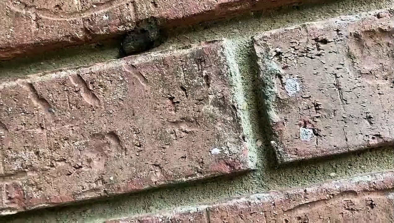 What is this bug on the wall?
