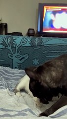 Cat and Dog Playing Together