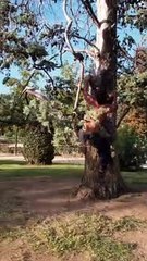 El 'Tarzán de Barcelona' practicando su disciplina deportiva en Barcelona