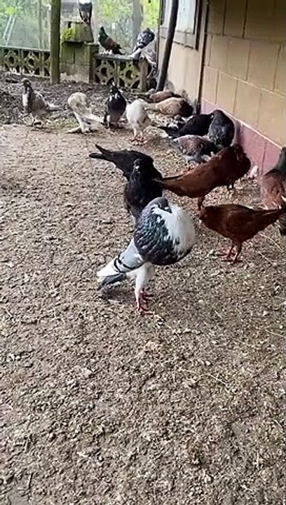 Pigeon Puffs Himself Up