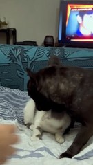 Cat and Dog Playing Together