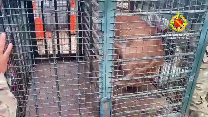 Onça-parda é resgatada em Planaltina e levada ao Zoológico de Brasília