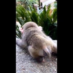 Cute baby animals Videos Compilation cute moment of the animals  Cutest Animals