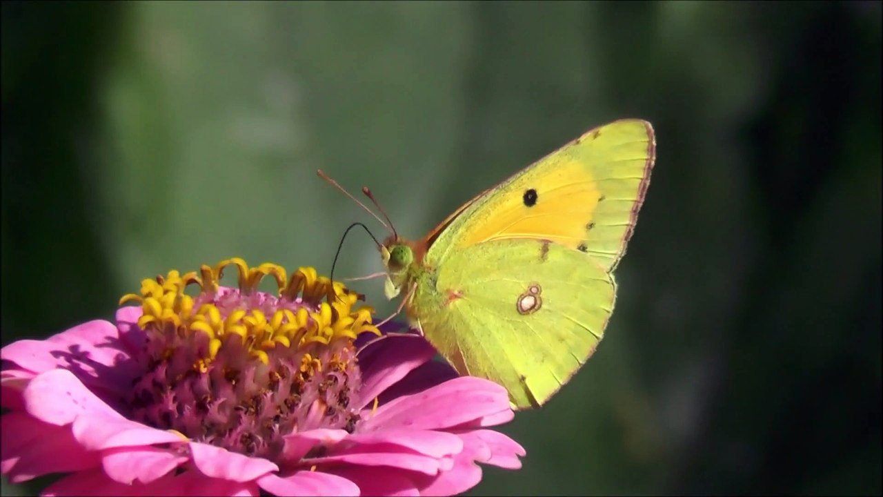 Natural beauty
