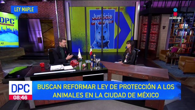 ¡Justicia para Maple! Buscan reformar ley de protección a los animales