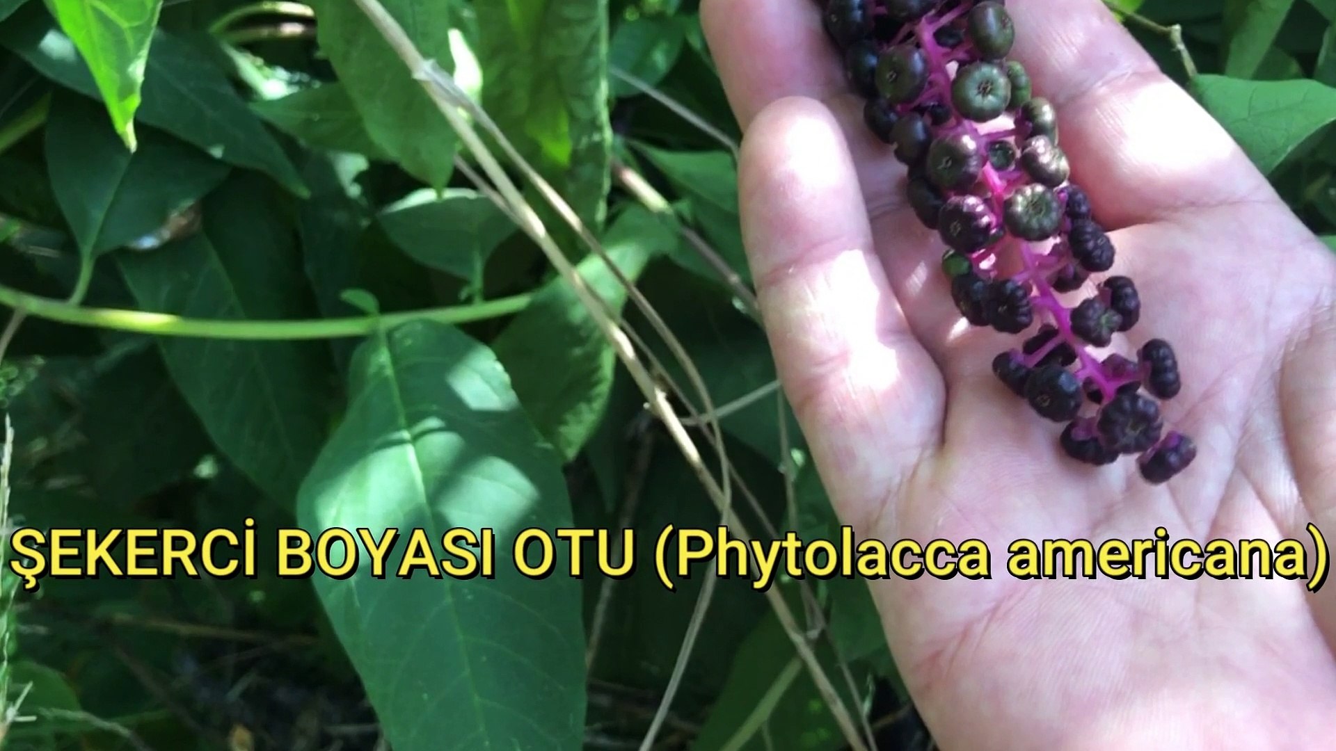 ŞEKERCİ BOYASI OTU (Phytolacca americana) - Dailymotion Video