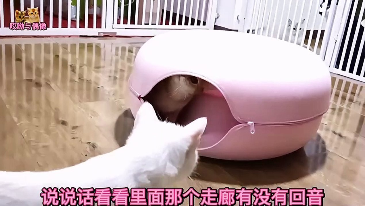 Buy a donut cat tunnel for a dozen cats, who likes it and who hates it- Who is too busy fighting to drill- -Documentary-HD full genuine video watch online-Youku