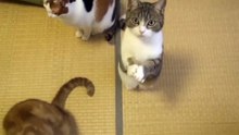 religious cat