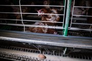Equalia lanza una campaña para pedir al Gobierno el fin de las jaulas en la ganadería intensiva