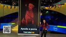 Rescatistas atienden a perrito con una pata lastimada