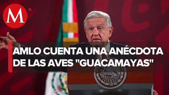 AMLO: Guacamaya Leaks es una ofensa a las Guacamayas, son aves bellísimas