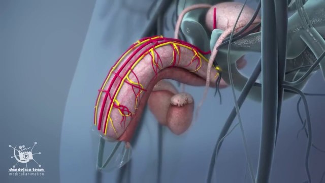 Short track-Do you know what happens During sexual arousal inside the body_ what is the clitoris_